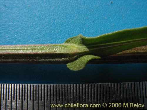 Image of Helenium aromaticum (Manzanilla del cerro). Click to enlarge parts of image.