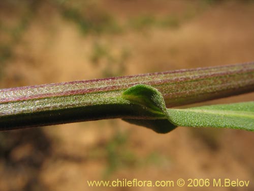 Image of Helenium aromaticum (Manzanilla del cerro). Click to enlarge parts of image.