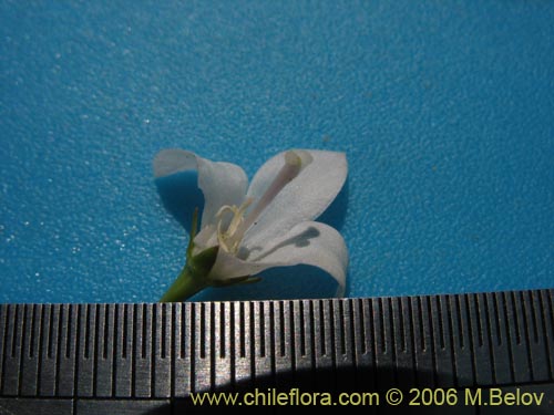 Imágen de Wahlenbergia linarioides (Uña-perquen). Haga un clic para aumentar parte de imágen.