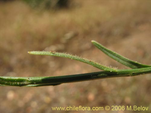 Imágen de Wahlenbergia linarioides (Uña-perquen). Haga un clic para aumentar parte de imágen.
