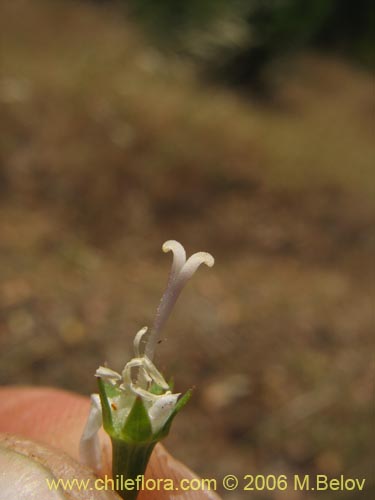 Imágen de Wahlenbergia linarioides (Uña-perquen). Haga un clic para aumentar parte de imágen.