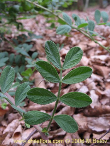Image of Adesmia sp. #1663 (). Click to enlarge parts of image.