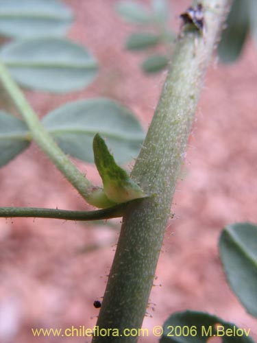 Image of Adesmia sp. #1663 (). Click to enlarge parts of image.