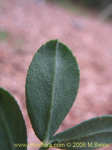 Image of Adesmia sp. #1663 (). Click to enlarge parts of image.