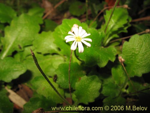 Bild von Lagenophora sp. #2411 (). Klicken Sie, um den Ausschnitt zu vergrössern.