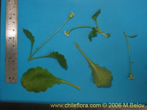 Bild von Lagenophora sp. #2411 (). Klicken Sie, um den Ausschnitt zu vergrössern.