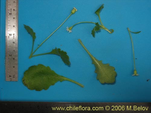 Bild von Lagenophora sp. #2411 (). Klicken Sie, um den Ausschnitt zu vergrössern.