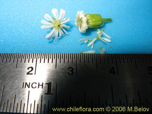 Bild von Lagenophora sp. #2411 (). Klicken Sie, um den Ausschnitt zu vergrössern.