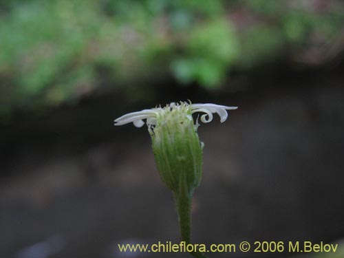 Bild von Lagenophora sp. #2411 (). Klicken Sie, um den Ausschnitt zu vergrössern.