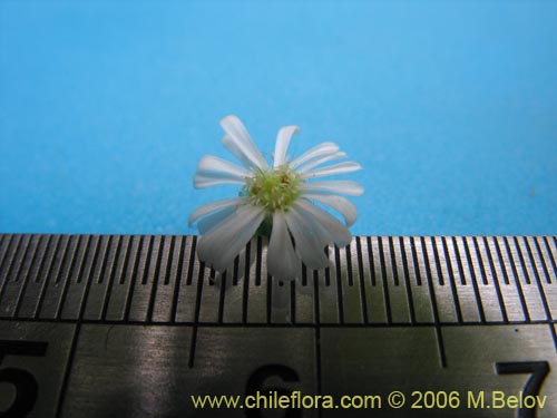 Bild von Lagenophora sp. #2411 (). Klicken Sie, um den Ausschnitt zu vergrössern.
