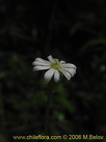 Bild von Lagenophora sp. #2411 (). Klicken Sie, um den Ausschnitt zu vergrössern.