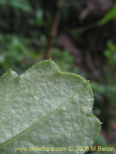 Bild von Lagenophora sp. #2411 (). Klicken Sie, um den Ausschnitt zu vergrössern.