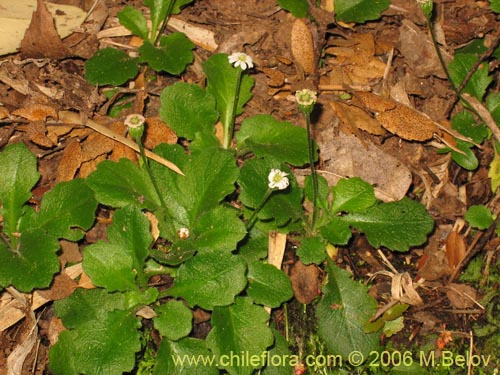 Bild von Lagenophora sp. #2411 (). Klicken Sie, um den Ausschnitt zu vergrössern.