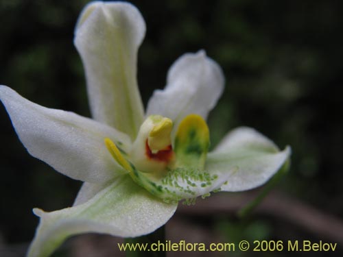 Image of Gavilea araucana (). Click to enlarge parts of image.