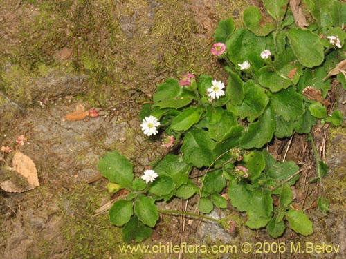 Bild von Lagenophora sp. #2411 (). Klicken Sie, um den Ausschnitt zu vergrössern.