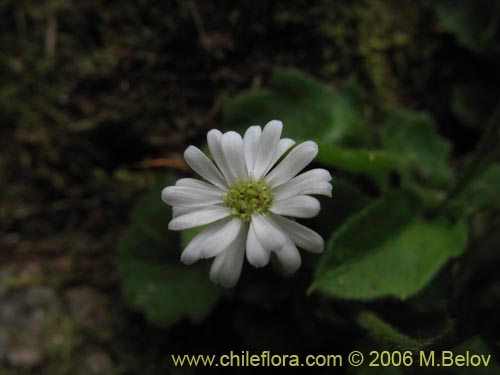 Bild von Lagenophora sp. #2411 (). Klicken Sie, um den Ausschnitt zu vergrössern.
