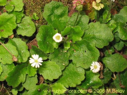 Bild von Lagenophora sp. #2411 (). Klicken Sie, um den Ausschnitt zu vergrössern.