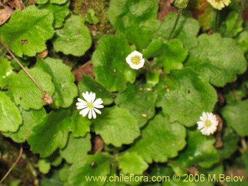 Bild von Lagenophora sp. #2411 (). Klicken Sie, um den Ausschnitt zu vergrössern.