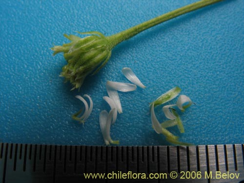 Bild von Lagenophora sp. #2411 (). Klicken Sie, um den Ausschnitt zu vergrössern.