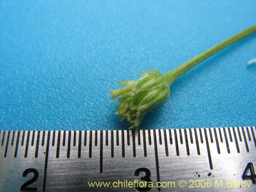 Bild von Lagenophora sp. #2411 (). Klicken Sie, um den Ausschnitt zu vergrössern.