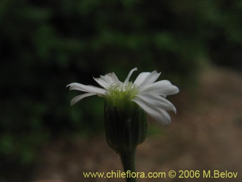 Bild von Lagenophora sp. #2411 (). Klicken Sie, um den Ausschnitt zu vergrössern.