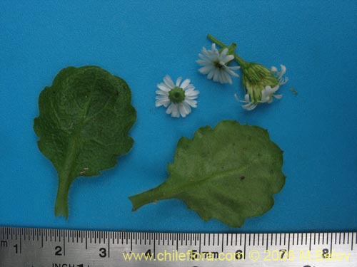 Bild von Lagenophora sp. #2411 (). Klicken Sie, um den Ausschnitt zu vergrössern.