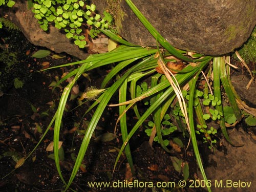 Bild von Uncinia sp. #1665 (). Klicken Sie, um den Ausschnitt zu vergrössern.