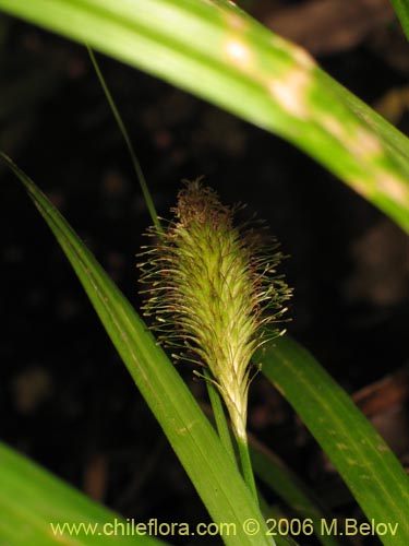 Bild von Uncinia sp. #1665 (). Klicken Sie, um den Ausschnitt zu vergrössern.