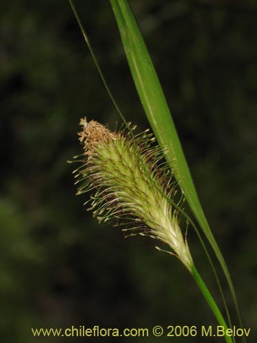 Bild von Uncinia sp. #1665 (). Klicken Sie, um den Ausschnitt zu vergrössern.
