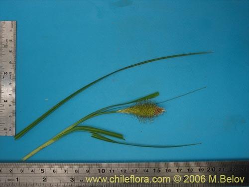 Bild von Uncinia sp. #1665 (). Klicken Sie, um den Ausschnitt zu vergrössern.