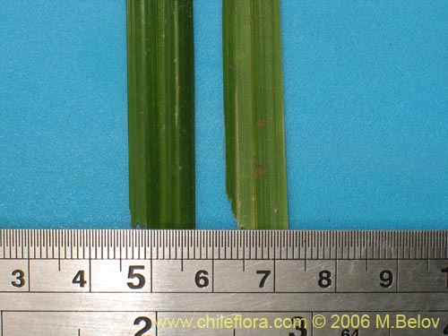 Bild von Uncinia sp. #1665 (). Klicken Sie, um den Ausschnitt zu vergrössern.