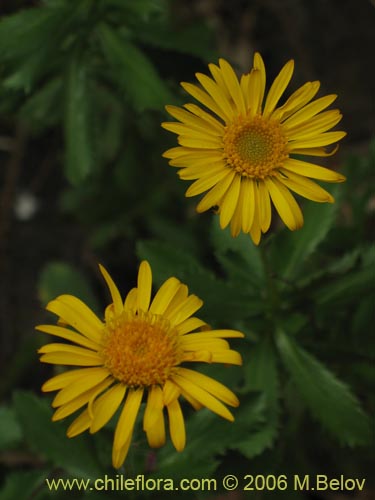Bild von Haplopappus sp. #1548 (). Klicken Sie, um den Ausschnitt zu vergrössern.