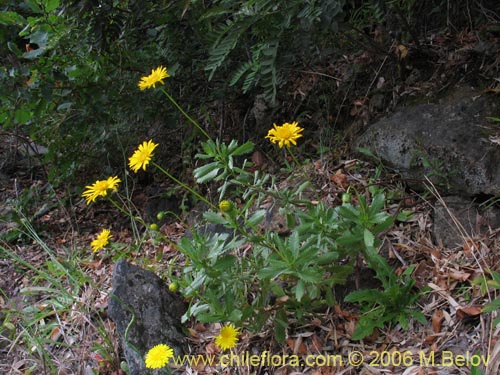 Bild von Haplopappus sp. #1548 (). Klicken Sie, um den Ausschnitt zu vergrössern.