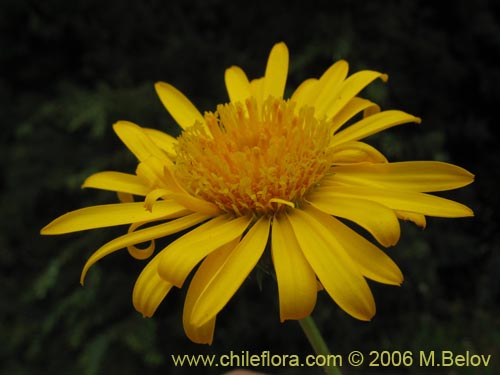 Bild von Haplopappus sp. #1548 (). Klicken Sie, um den Ausschnitt zu vergrössern.