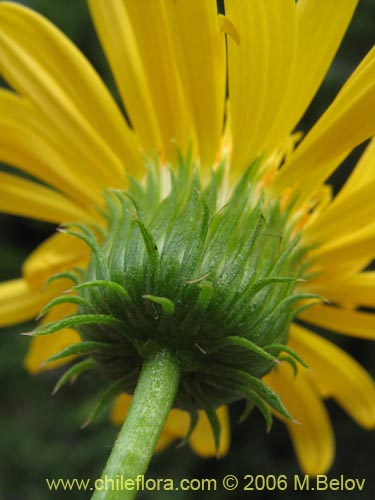 Bild von Haplopappus sp. #1548 (). Klicken Sie, um den Ausschnitt zu vergrössern.