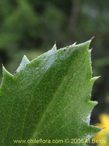 Bild von Haplopappus sp. #1548 (). Klicken Sie, um den Ausschnitt zu vergrössern.