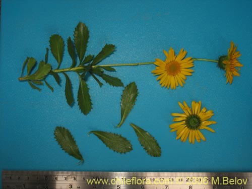 Bild von Haplopappus sp. #1548 (). Klicken Sie, um den Ausschnitt zu vergrössern.