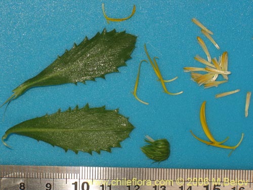 Bild von Haplopappus sp. #1548 (). Klicken Sie, um den Ausschnitt zu vergrössern.