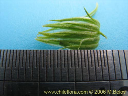 Bild von Haplopappus sp. #1548 (). Klicken Sie, um den Ausschnitt zu vergrössern.