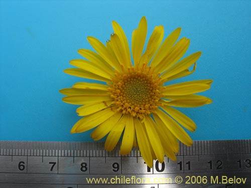 Bild von Haplopappus sp. #1548 (). Klicken Sie, um den Ausschnitt zu vergrössern.