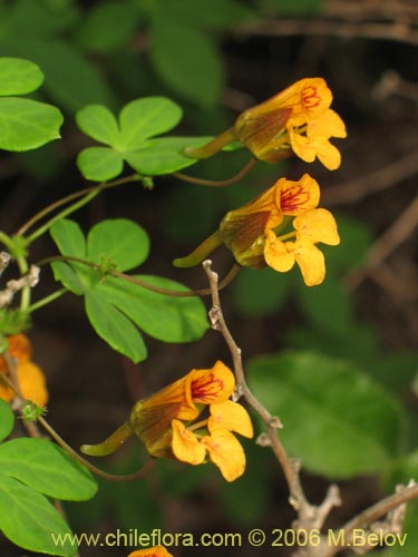 Image of Tropaeolum ciliatum (Pajarito). Click to enlarge parts of image.