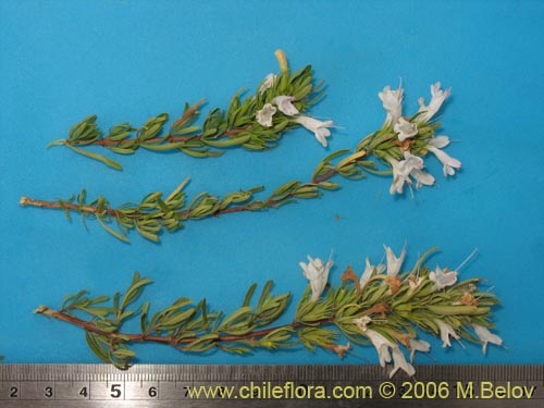 Image of Sphacele chamaedryoides (Alhuelahuén). Click to enlarge parts of image.