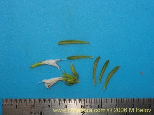 Image of Sphacele chamaedryoides (Alhuelahuén). Click to enlarge parts of image.