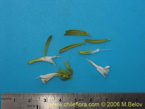 Image of Sphacele chamaedryoides (Alhuelahuén). Click to enlarge parts of image.