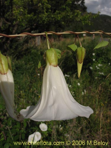 Image of Convolvulus sp. #1549 (). Click to enlarge parts of image.