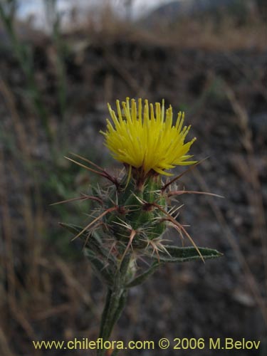 Bild von Centaurea sp. #2413 (). Klicken Sie, um den Ausschnitt zu vergrössern.