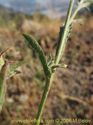 Bild von Centaurea sp. #2413 (). Klicken Sie, um den Ausschnitt zu vergrössern.