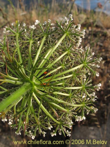 Image of Daucus carota (Zanahoria silvestre). Click to enlarge parts of image.