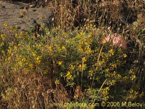 Image of Adesmia sp. #1666 (). Click to enlarge parts of image.