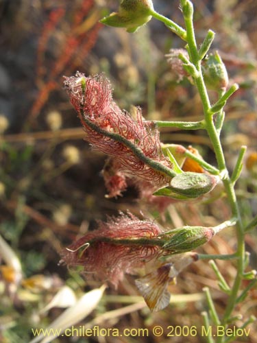 Image of Adesmia sp. #1666 (). Click to enlarge parts of image.